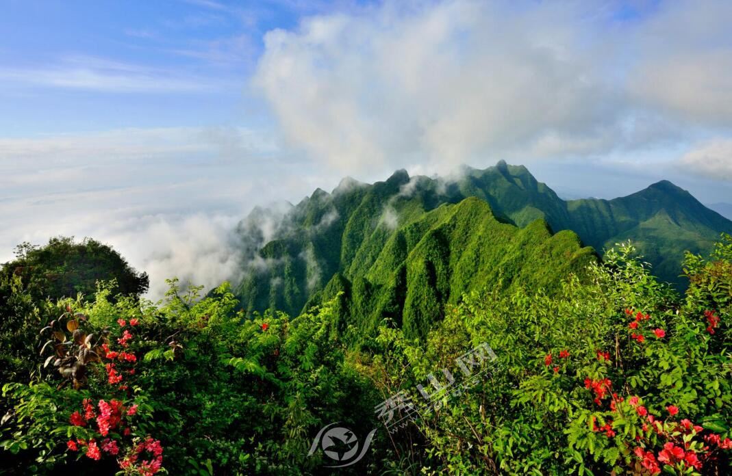 重庆:来秀山 登高望山花 - - 秀山网-秀山县
