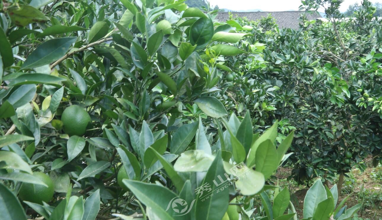 石堤高桥:橘柚之乡的致富之路