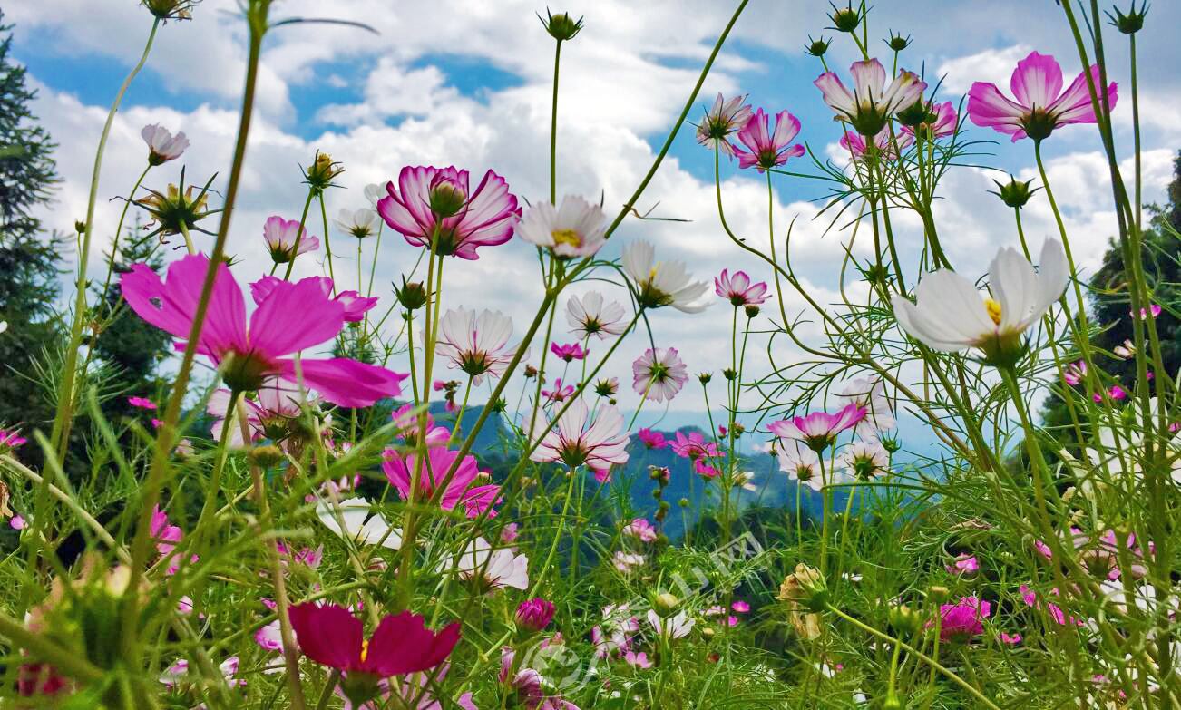 秀山:川河盖格桑花开迎国庆