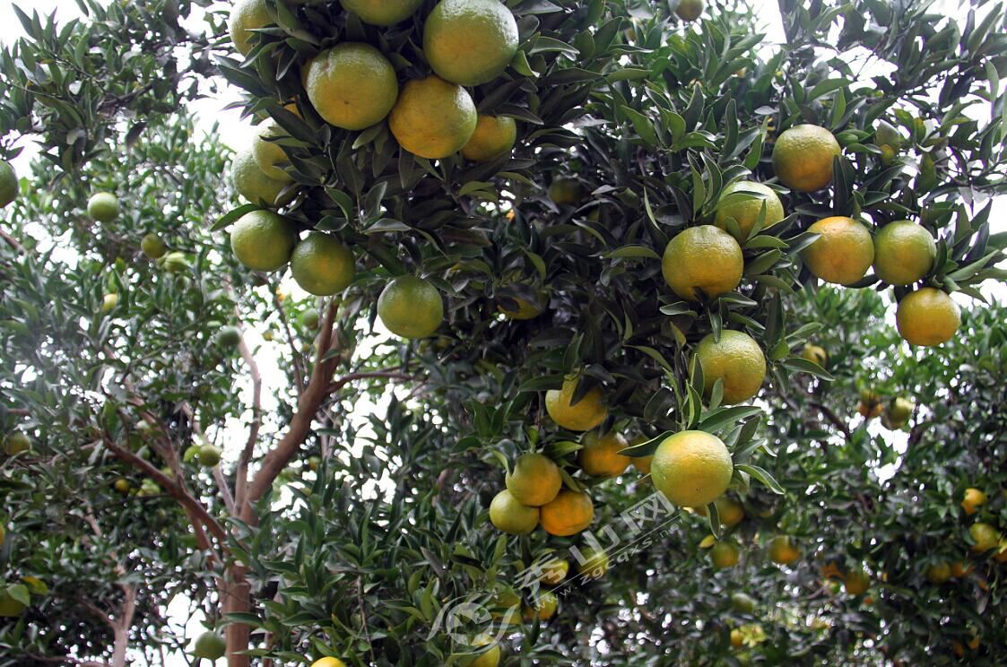 石堤高桥村柑橘丰收在望