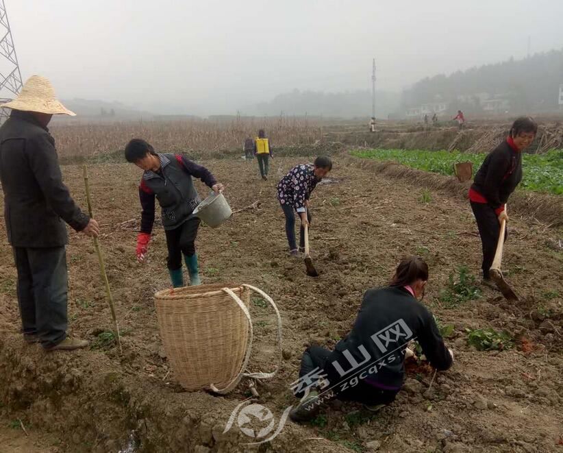 龙池镇:发展茶产业 拓宽群众增收渠道 - 新闻 - 