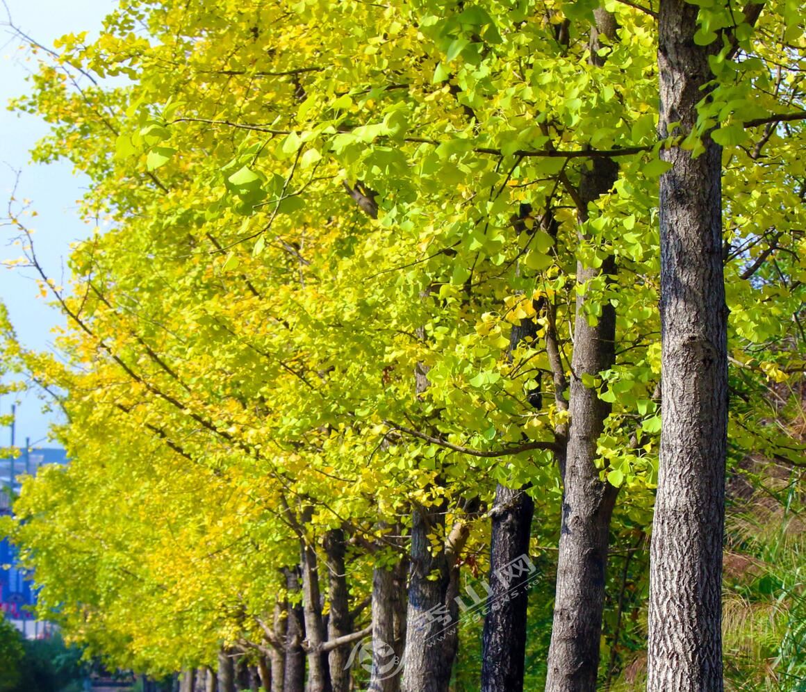 秀山网讯 近日,记者在县城花灯大道看到,道路两旁的银杏树叶变得金黄,飘落满地,为寒意渐浓的初冬增添了一抹温暖色彩,一地金黄色的落叶铺满大地,美不胜收。每到这个季节,银杏树叶一片金黄,市民们纷纷来到这里欣赏美丽的景色、摄影留念。 (记者 付冲)