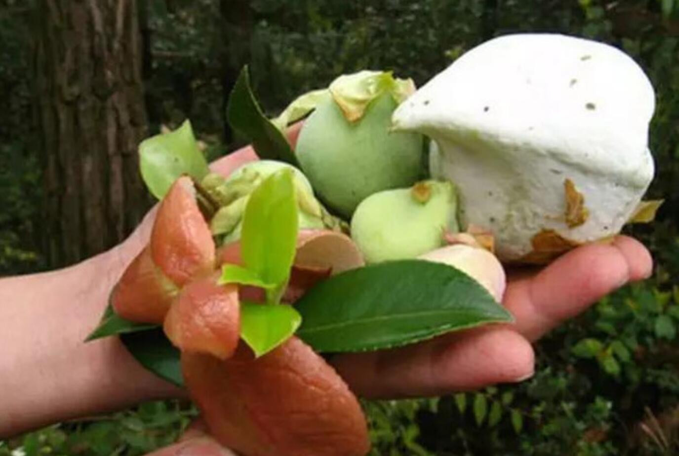 世界上最奇怪的水果Kesusu，婆罗洲丛林之星 - 哔哩哔哩